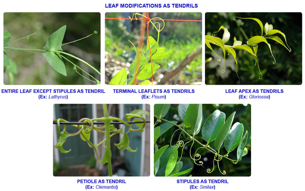 chapter-5-morphology-of-flowering-plants-modifications-of-leaf-notes